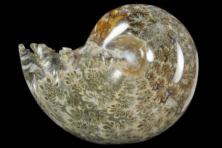 Polished, Agatized Ammonite (Phylloceras?) - Madagascar #149217